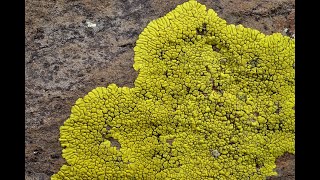 Lichens What They Are and Where They Grow [upl. by Zsa Zsa]