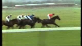 Horse Racing 1983 Hennessy Gold Cup Newbury Brown Chamberlinavi [upl. by Shaia]