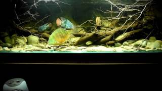 Central American cichlids feeding time [upl. by Eiramyma118]