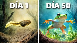 Criando Renacuajos a Ranas Evolución de 50 Días [upl. by Corvese]