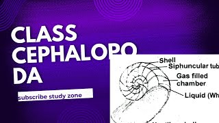 Class cephalopoda of phylum mollusca Bilateral symmetry Radula Suckers invertebeates diversity [upl. by Wylma]