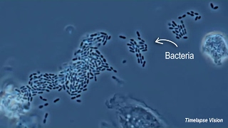 Immune Cells Eating Bacteria Phagocytosis [upl. by Marigold]