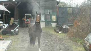 Steaming hot hackney horse William [upl. by Albrecht]