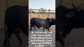 PROMOÇÃO Dois Mini Touros 3200 reais cada em Lavras da Mangabeira Ceará Whatsapp 84 99810 2784 [upl. by Reagen]