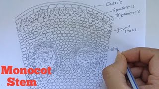 How to draw transverse section of Monocot stem  Labelled diagram of Monocot stem [upl. by Aisaim]