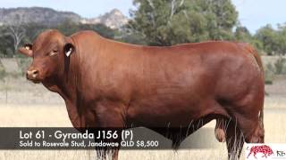 Gyranda Santa Gertrudis [upl. by Wayolle376]