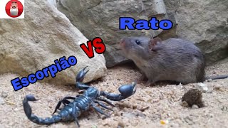 BATALHA INCRIVEL ESCORPIÃO VS RATO BATALHA INCRÍVEL😱 [upl. by Lunseth]