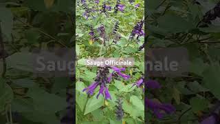 sauge officinale asmr naturelover shorts [upl. by Annoeik]