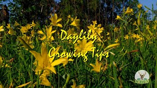 Daylily Growing Tips [upl. by Powel123]