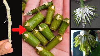 How to propagate orchids from withered stems that revive quickly [upl. by Almita]