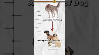 Domestication of Plants amp Animals  12000 years Ago  History  shorts domestic history [upl. by Yellah713]