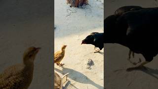 Partridge vs hen teetarkiawaaz viralvideo teetar hen aseelmurga birds shortsviral [upl. by Asihtal]