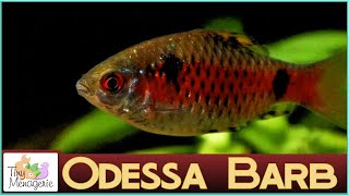 All About Odessa Barbs  A Small Super Hardy Feisty Barb [upl. by Kired]