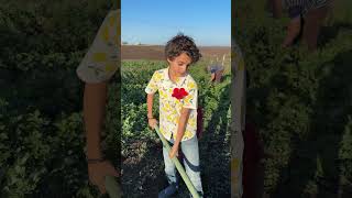 Handsome farmer 👨‍🌾 farmer benslimane morocco nature farming organicfood shorts [upl. by Ramalahs]