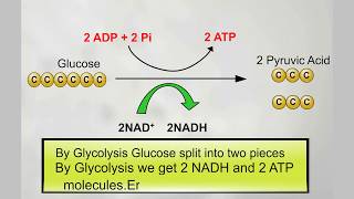 Glycolysis simple animation [upl. by Ecneps]