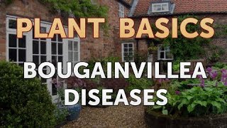 Bougainvillea Diseases [upl. by Nylissej]