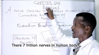 BIOLOGY FORM 4 CHAPTER 1 Funtional types of neurons LECTURE 5 [upl. by Zaria]