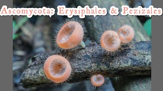 Ascomycota Erysiphales Pezizales  Fungi classification  Cup Fungi  lecture HarumkiAmma [upl. by Kirst623]