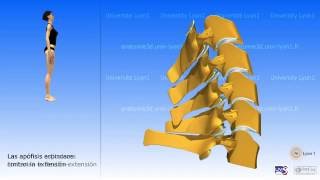 La columna cervical y la movilidad de la region cervical [upl. by Yerocaj223]