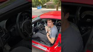 He goes where I go cat cats catsofinstagram catsoftiktok funnycats catsofyoutube catlover [upl. by Dunlavy698]