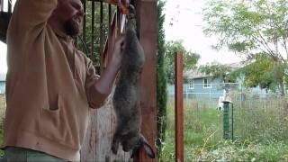 How to Slaughter Skin Gut and Butcher a Meat Rabbit Clean and process a rabbit [upl. by Najram]