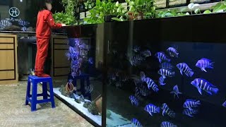 Feeding Frontosa Cichlids in Massive Frontosa Aquarium [upl. by Geehan]