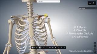 M subclavius [upl. by Hemphill270]