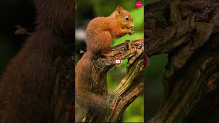 Adventures of the Red Squirrel  Natures Agile Acrobat birds trending nature wildlife animals [upl. by Marietta22]