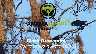 Black Oropendola Psarocolius guatimozinus [upl. by Nell]