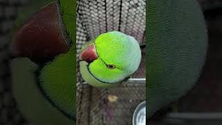 Parrot sound and smart parrot king 🦜👑parrot birdsounds funny youtubeshorts viralvideo [upl. by Smoot]