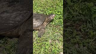 Florida Softshell Turtle wildflorida fishing turtle softshellturtle [upl. by Barcot]