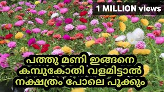 how to care portulacahow to planting pathumani plant caring portulaca tips table rose tips [upl. by Liamaj]