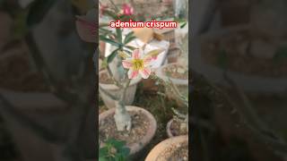 adenium crispum adeniumgarden crispmbosam blooming adenium habitatplant virl shorts [upl. by Anaeli]