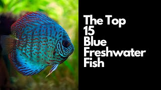 15 Best Blue Freshwater Fish 🐟 [upl. by Verna]