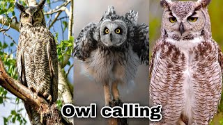 owl calling  brown wood owl  eurasian scops owl  northern hawk owl Southern boobook owl owls [upl. by Lette556]