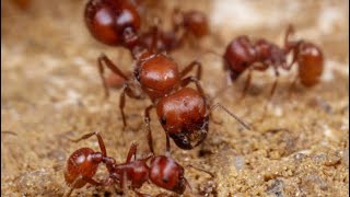 Pogonomyrmex Barbatus Care  Red Harvester Ant [upl. by Spatola]