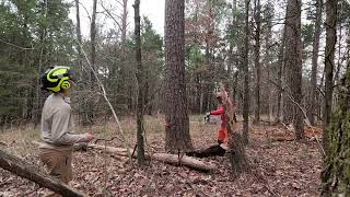 Removing deadly trees from hiking trails [upl. by Winton]