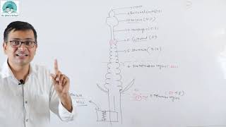 Alimentary Canal of Earthworm l Biology l Class 11 [upl. by Haisi]