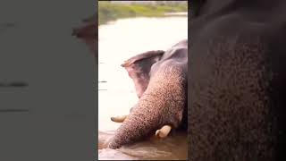 Elephant on River Movie [upl. by Ladew332]