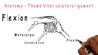 Basic Sciences  Thumb ulnar collateral ligament [upl. by Mehsah]