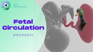 Fetal Circulation FUN SIMPLE and MEMORABLE [upl. by El]