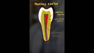 Types of Dentin shorts [upl. by Jordanna671]