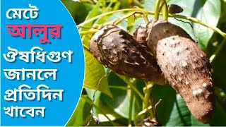 মেটে আলু খাওয়ার উপকারিতা ও গুণাগুণ Mete alu khaoar upokarita o gunagun alochona etc [upl. by Ardyth]