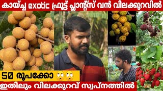 കായ്ച്ച exotic ഫ്രൂട്ട് പ്ലാന്റ്സ് വൻ വിലക്കുറവിൽ  Fruits Plants  Nursery [upl. by Liw276]