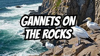 Gannets on the rocks [upl. by Sheply225]