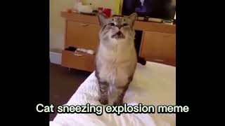 Cat sneezing explosion meme [upl. by Llerrehs]