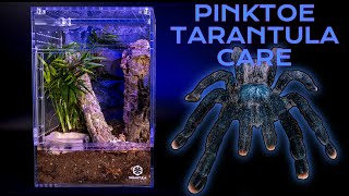 Pink Toe Tarantula Care Guide  Enclosure Set up  Avicularia [upl. by Nagiem]