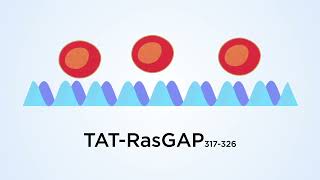 How does the anticancer TATRasGAP317326 peptide kill tumor cells [upl. by Delamare]