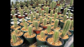 Piloscereus robinii Key tree cactus Big Pine Key Aug 2024 [upl. by Nonregla]