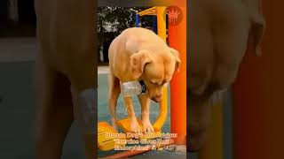 Blonde Dogs Workout Wisdom Exercise Gives You Endorphins 🐶💪 LegallyBlonde DogAdvice [upl. by Chenay355]